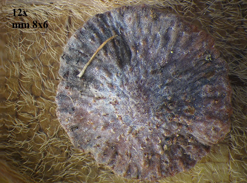 Neuroterus q. b. con parassitoide